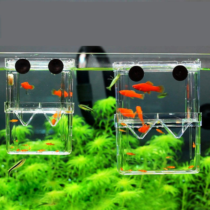 Peacock Fish Breeding Isolatio - огляд і ціна Aquarium Fish Betta